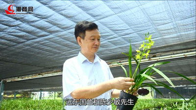 一場蘭花的奇妙之旅，帶您領略國蘭風采！