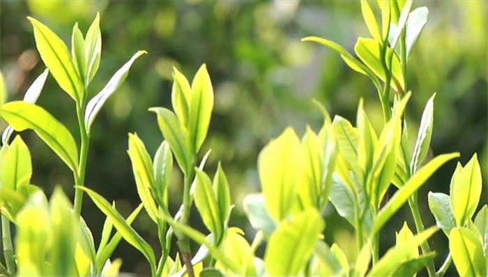 潮汕文學院的大潮汕文化“同題十詞牌系列”之三【潮汕工夫茶】
