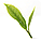 茶文化